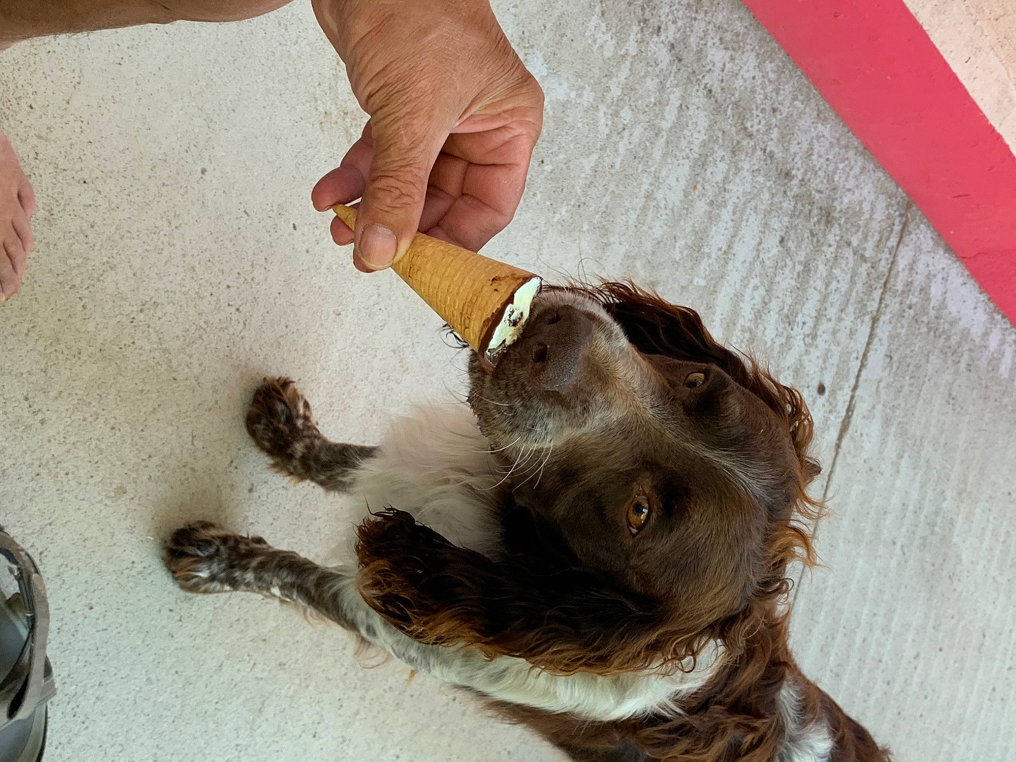 Otelo a rejoint le concours — aidez-le/la à gagner de superbes lots ! hand, sporting_group