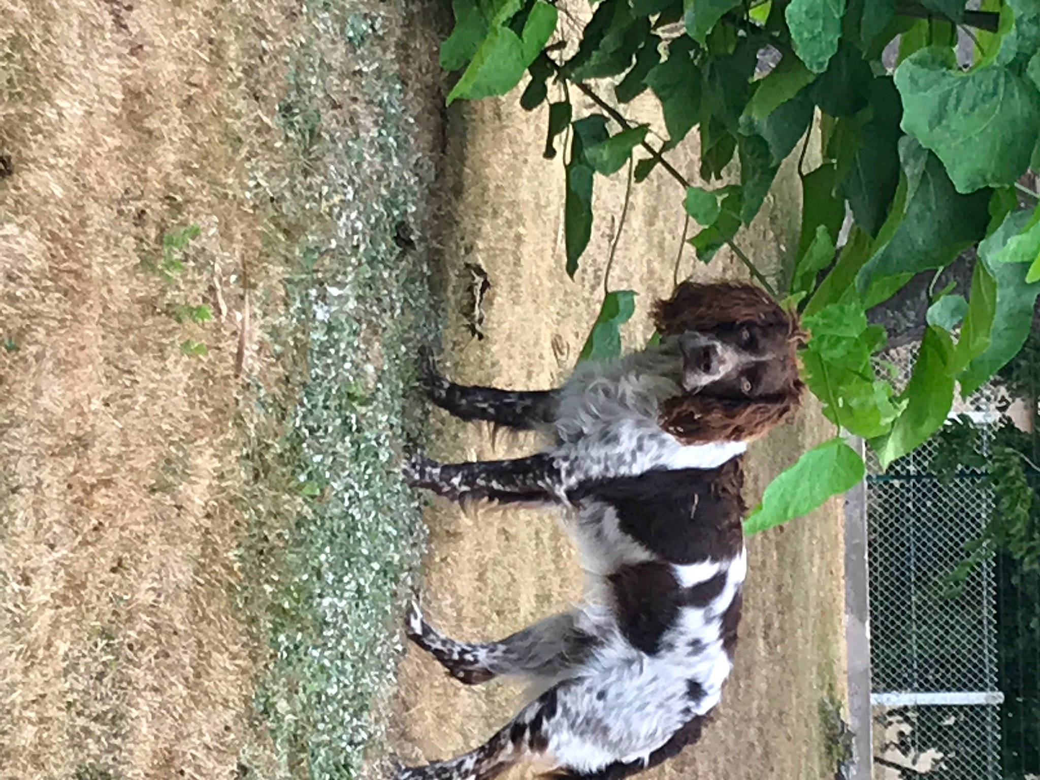 Otelo a rejoint le concours — aidez-le/la à gagner de superbes lots ! plant, sporting_group, tail