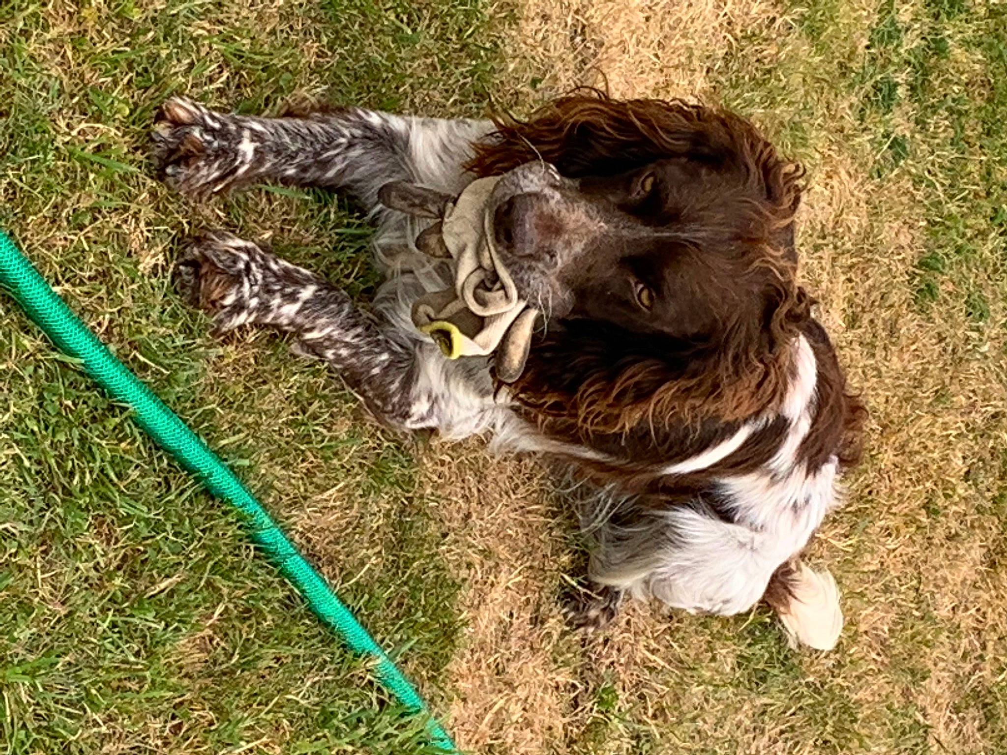 Otelo a rejoint le concours — aidez-le/la à gagner de superbes lots ! canidae, carnivore, companion_dog, dog, dog_breed, english_cocker_spaniel, english_springer_spaniel, french_spaniel, german_spaniel, grass, pointing_breed, retriever, small_munsterlander, spaniel, sporting_group, wirehaired_pointing_griffon
