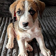 Sheena is registered to the contest to win money with this photo: puppy, dog, pet, cute, young, fur, whiskers, ears, nose, eyes, paws, sitting, indoor, blanket, texture, closeup, adorable, animal, companion, friend