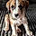 Sheena