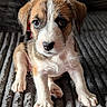 puppy, dog, pet, cute, young, fur, whiskers, ears, nose, eyes, paws, sitting, indoor, blanket, texture, closeup, adorable, animal, companion, friend