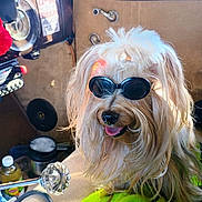 Angel is registered to the contest to win money with this photo: accessory, bottle, brown_fur, car_interior, cozy, cup, dashboard, dog, dog_face, furry, gear_knob, keys, long_hair, pet, seat, sunglasses, sunlight, tongue_out, vintage_car, window
