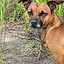 dog, brown_dog, outdoor, grass, plants, soil, nature, pet, animal, canine, alert, ears, fur, closeup, side_view, ground, snout, watchful, wildlife, daylight