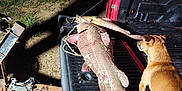 Boss joined the competition — help win amazing prizes! dog, fish, pickup_truck, truck_bed, night, outdoor, animal, muddy, curious, rustic, tool, yard, tree, grass, shadow, can, metal, tail, ear, rope