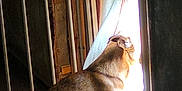 Boss joined the competition — help win amazing prizes! animal, bright_light, brown_fur, carpet, curtain, daylight, dog, door, fence, home, indoor, looking_out, peeking, pet, quiet, shadow, side_view, sitting, sunlight, window
