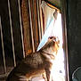 dog, indoor, curtain, window, sunlight, peeking, brown_fur, carpet, door, shadow, bright_light, pet, animal, side_view, sitting, fence, home, looking_out, daylight, quiet