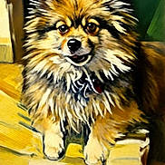 Lucy joined the competition — help win amazing prizes! animal, chair, cushion, cute, dog, domestic, expression, eyes, face, fluffy, fur, furniture, home, indoor, pet, pomeranian, portrait, relaxed, small_dog, smiling