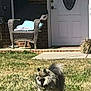 dog, small_dog, fluffy, yard, grass, wicker_chair, door, house, outdoor, sunlight, pet, canine, front_porch, residential, daytime, animal, fence, shadow, quiet, nature