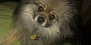 Lucy is registered to the contest to win money with this photo: animal, bedroom, blanket, blur, collar, cute, dark, dog, eyes, face, fluffy, fur, furniture, green, indoor, looking, pet, pomeranian, small_dog, tag