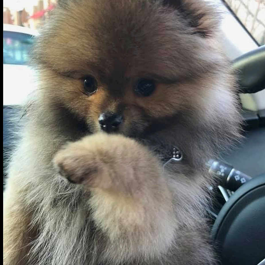 Lucy joined the competition — help win amazing prizes! adorable, animal, black_nose, brown, car_interior, close_up, companion, cute, dog, fluffy, fur, indoor, paw, pet, pomeranian, portrait, puppy, sitting, small, young