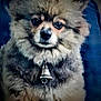 Lucy joined the competition — help win amazing prizes! dog, fluffy, fur, bell, collar, pet, animal, closeup, portrait, cute, indoor, brown, black, face, ears, small, furry, domestic, mammal, companion
