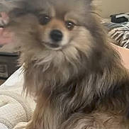 Lucy is registered to the contest to win money with this photo: dog, pomeranian, pet, fluffy, bed, indoor, animal, fur, small_dog, cute, mammal, looking, sitting, domestic_animal, furry, face, ears, nose, eyes, companion