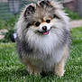 Lucy is registered to the contest to win money with this photo: dog, pomeranian, fluffy, grass, outdoor, pet, cute, smiling, tongue_out, small_dog, furry, animal, happy, canine, nature, playful, friendly, portrait, domestic_animal, adorable