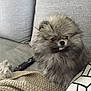 animal, blanket, companion, couch, cozy, cute, dog, domestic, fluffy, fur, furniture, indoor, living_room, pet, pillow, pomeranian, relaxing, remote_control, resting, small_dog