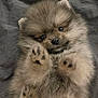 adorable, animal, closeup, cute, dog, eyes, face, fluffy, fur, indoors, lying_down, nose, paws, pet, portrait, puppy, relaxed, small_dog, soft_texture, young_animal