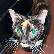 Kiki is registered to the contest to win money with this photo: cat, tortoiseshell, green_eyes, whiskers, indoor, wooden_floor, curious, pet, animal, feline, close_up, looking_up, black_furniture, domestic_cat, ears, tail, fur_pattern, white_paw, face, portrait