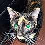 cat, tortoiseshell, green_eyes, whiskers, indoor, wooden_floor, curious, pet, animal, feline, close_up, looking_up, black_furniture, domestic_cat, ears, tail, fur_pattern, white_paw, face, portrait