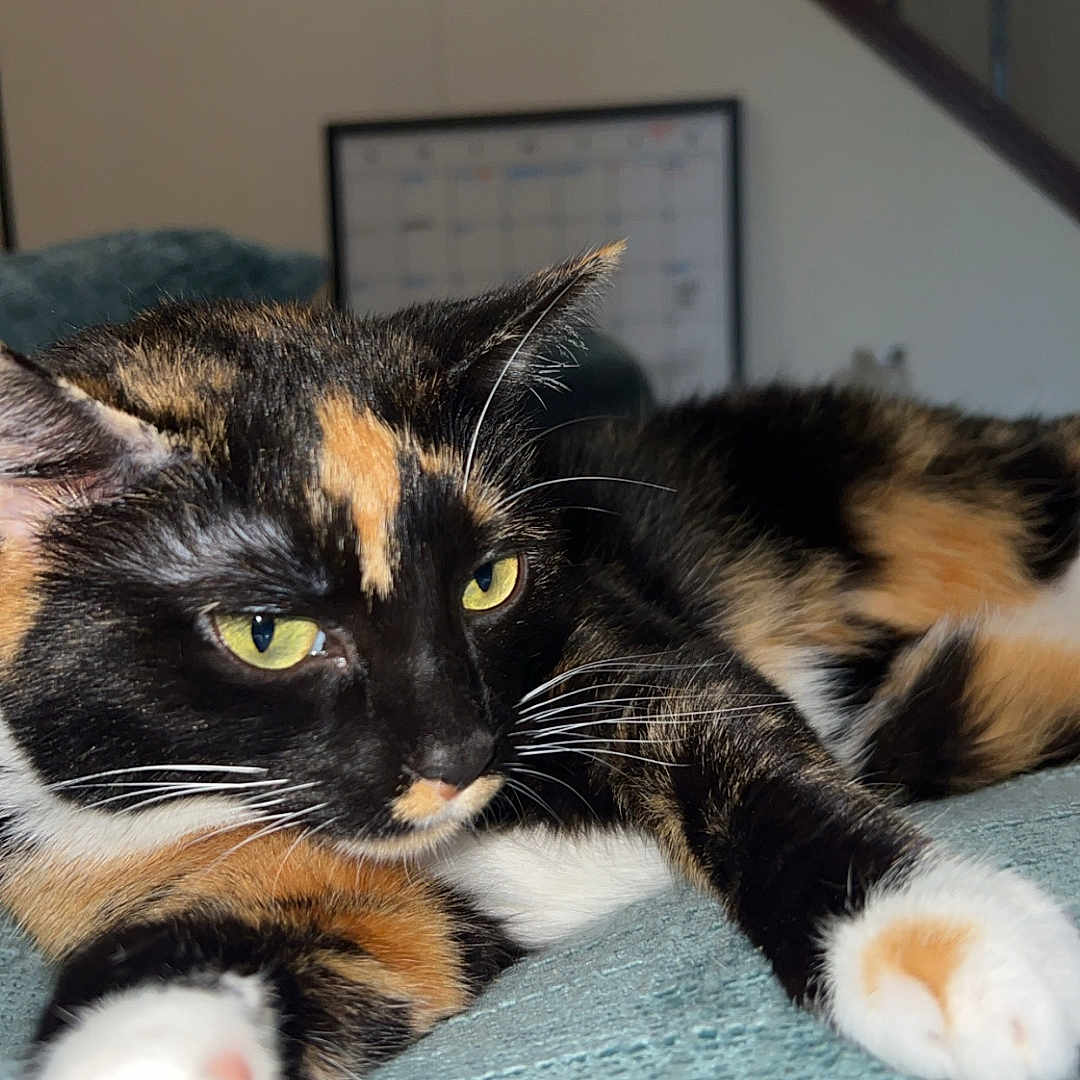 Kiki joined the competition — help win amazing prizes! animal, blanket, blue, calico, cat, close_up, cute, domestic_cat, feline, fur, home, indoor, paw, pet, portrait, relaxed, resting, soft_texture, whiskers, yellow_eyes