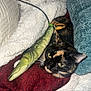 Kiki is registered to the contest to win money with this photo: cat, tortoiseshell_cat, pet, toy, fish_toy, blanket, pillow, couch, indoor, relaxed, resting, cozy, fur, whiskers, animal, domestic_animal, sleepy, closeup, soft_texture, comfort