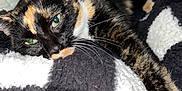 Kiki is registered to the contest to win money with this photo: cat, tortoiseshell, pet, animal, feline, resting, blanket, black_and_white, cozy, indoor, fur, whiskers, relaxed, bed, soft, cute, sleepy, closeup, texture, comfort