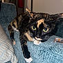Kiki is registered to the contest to win money with this photo: cat, tortoiseshell, feline, pet, indoor, couch, blue_couch, paw, relaxed, home, furniture, whiskers, fur, animal, domestic, resting, closeup, cute, eyes, cozy