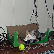 Squirrelly is registered to the contest to win money with this photo: cables, cardboard_box, cat, chewed_box, curious, domestic_animal, feline, floor, household, indoor, pet, playful, resting, rug, shredded_cardboard, tabby_cat, tennis_ball, white_wall, wood_floor, yellow_ball