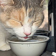Squirrelly is registered to the contest to win money with this photo: cat, drinking, water, bowl, close_up, animal, pet, face, whiskers, pink_nose, fur, indoor, window, reflection, tongue, quiet, peaceful, cute, mammal, domestic