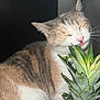 Squirrelly is registered to the contest to win money with this photo: cat, pineapple, indoor, pet, curious, feline, fruit, plant, whiskers, ears, pink_nose, closed_eyes, table, lamp, background, striped_fur, white_fur, close_up, animal, cute