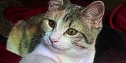 Squirrelly is registered to the contest to win money with this photo: cat, feline, pet, animal, indoor, bed, blanket, red, paw, fur, whiskers, relaxed, cute, closeup, portrait, domestic, mammal, sleepy, cozy, resting