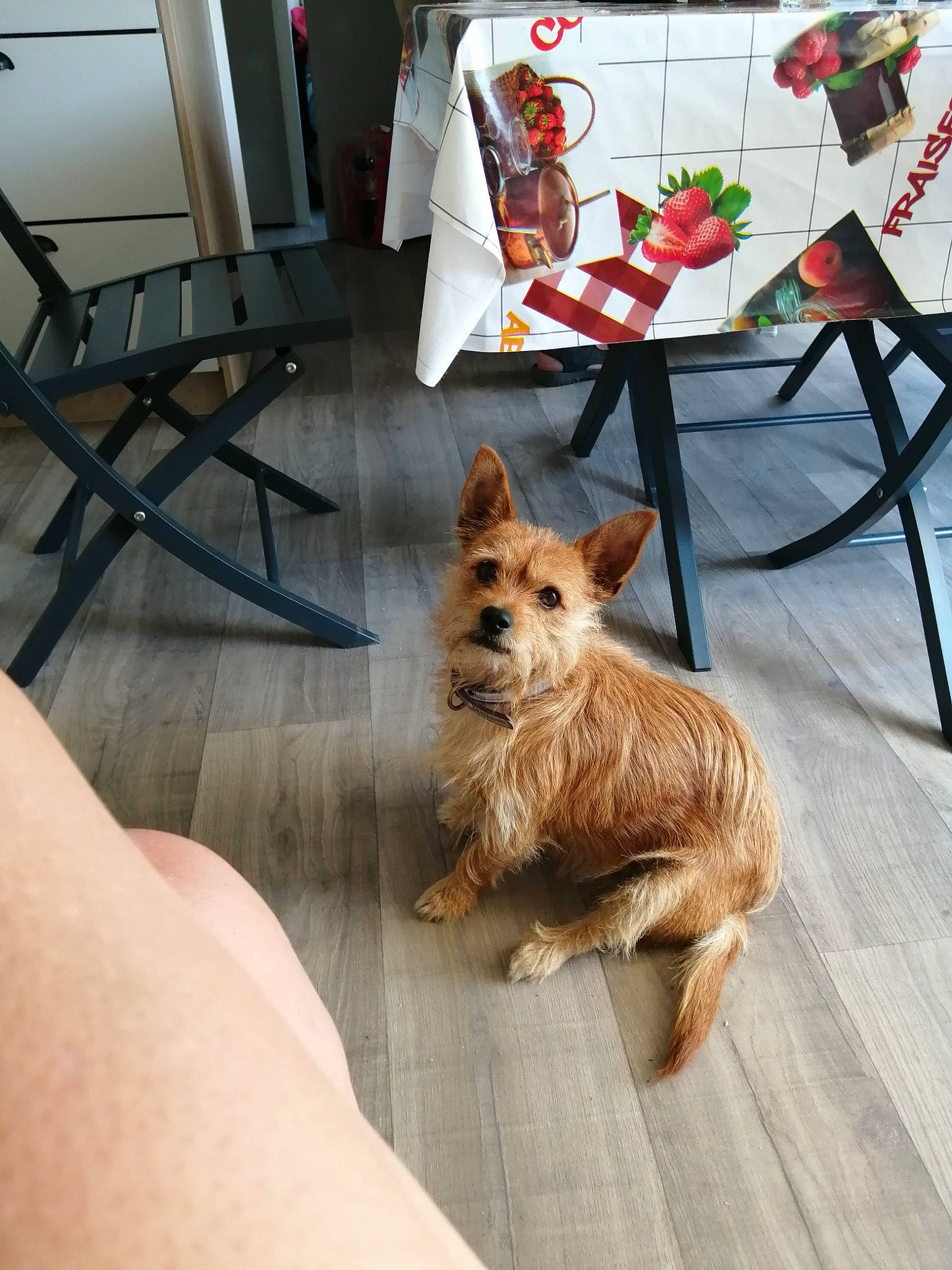 Lassy participe au concours pour gagner de l'argent avec cette photo : australian_terrier, cairn_terrier, canidae, carnivore, companion_dog, dog, dog_breed, fawn, floor, flooring, furniture, mammal, norwich_terrier, pembroke_welsh_corgi, puppy, rare_breed_dog, small_terrier, table, terrier, yorkshire_terrier