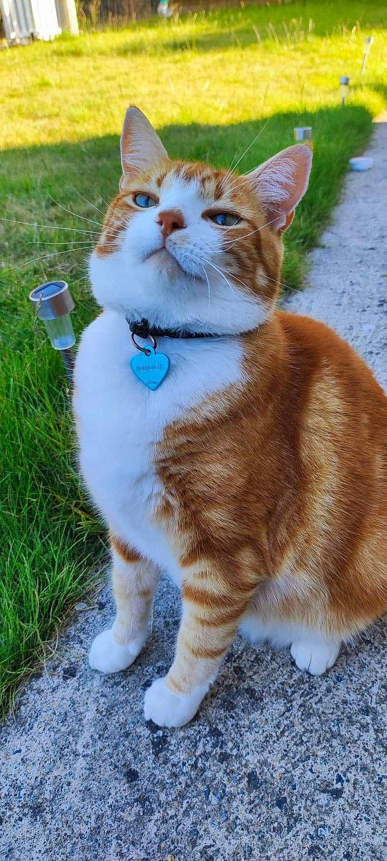 Nounouche participe au concours pour gagner de l'argent avec cette photo : carnivore, cat, claw, collar, domestic_short_haired_cat, electric_blue, fawn, felidae, fur, grass, green, human_leg, paw, plant, sitting, small_to_medium_sized_cats, snout, tail, terrestrial_animal, whiskers