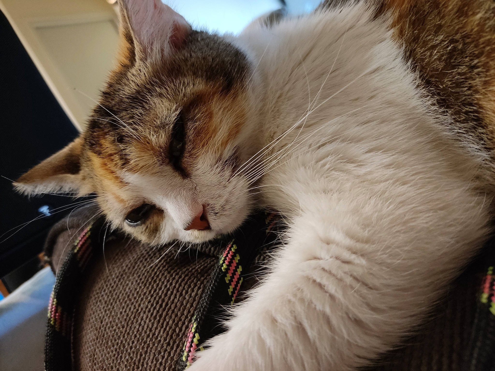 Sushi participe au concours pour gagner de l'argent avec cette photo : carnivore, cat, claw, close_up, comfort, domestic_short_haired_cat, ear, fang, felidae, fur, nap, paw, sitting, sleep, small_to_medium_sized_cats, snout, tail, whiskers