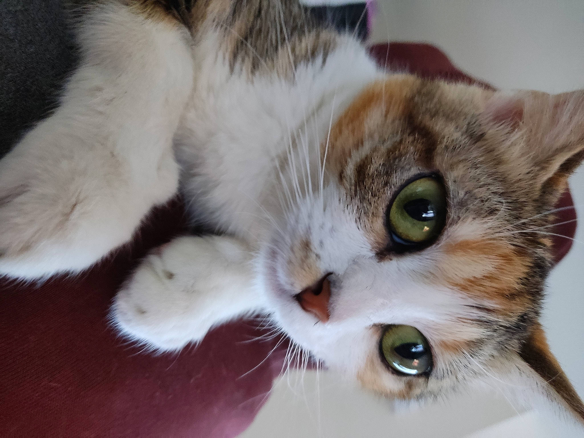 Sushi participe au concours pour gagner de l'argent avec cette photo : carnivore, cat, close_up, curious, domestic_short_haired_cat, door, ear, eyelash, felidae, fur, paw, small_to_medium_sized_cats, snout, tree, whiskers, window