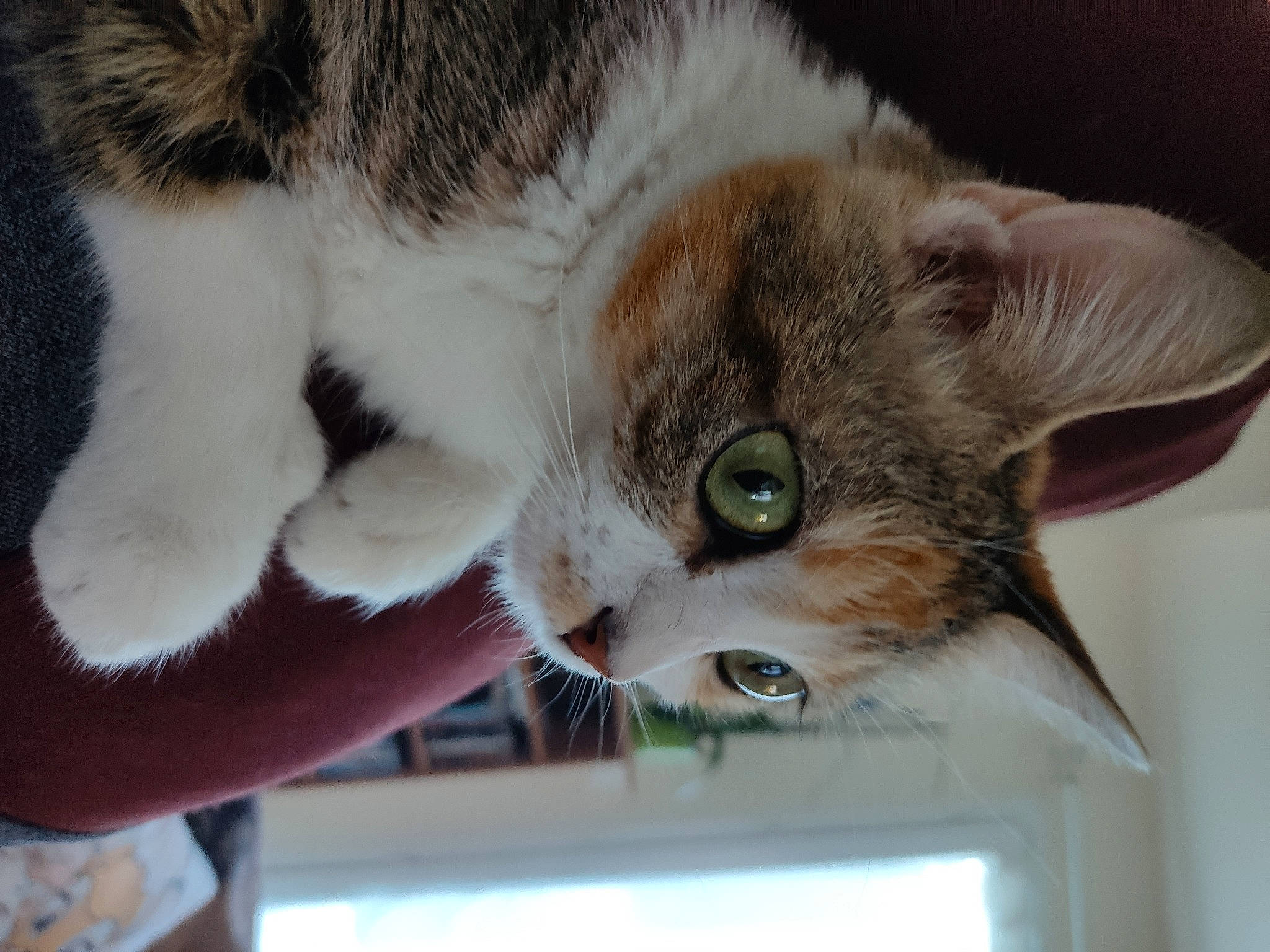 Sushi participe au concours pour gagner de l'argent avec cette photo : carnivore, cat, domestic_short_haired_cat, ear, fawn, felidae, fur, paw, small_to_medium_sized_cats, snout, tail, whiskers, window