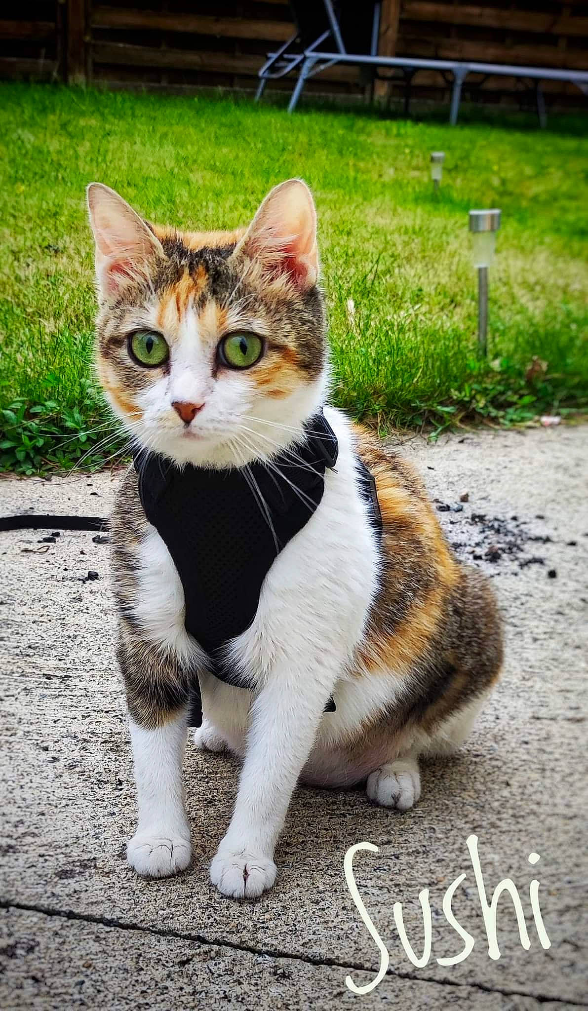 Sushi participe au concours pour gagner de l'argent avec cette photo : asphalt, carnivore, cat, domestic_short_haired_cat, fawn, felidae, foot, fur, grass, handwriting, leg, plant, road, road_surface, small_to_medium_sized_cats, snout, tail, terrestrial_animal, tree, whiskers