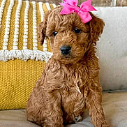 Stella is registered to the contest to win money with this photo: puppy, dog, poodle, bow, pink_bow, curly_fur, brown_fur, couch, sofa, pillow, mustard_pillow, brick_wall, indoor, pet, cute, portrait, sitting, close_up, black_nose, dark_eyes