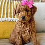 puppy, dog, poodle, bow, pink_bow, curly_fur, brown_fur, couch, sofa, pillow, mustard_pillow, brick_wall, indoor, pet, cute, portrait, sitting, close_up, black_nose, dark_eyes