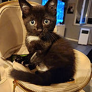Berlioz a rejoint le concours — aidez-le/la à gagner de superbes lots ! animal, architecture, armchair, building, cat, chair, computerhardware, couch, electronics, furniture, hardware, indoors, kitten, livingroom, monitor, person, pet, room, screen, wood