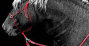 Ultra participe au concours pour gagner de l'argent avec cette photo : black, black_and_white, bridle, close_up, darkness, halter, head, horse, horse_harness, horse_like_mammal, horse_supplies, horse_tack, mane, monochrome, monochrome_photography, mustang_horse, rein, snout, stallion, stock_photography