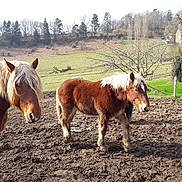 Ultra a rejoint le concours — aidez-le/la à gagner de superbes lots ! horse, horse_like_mammal, livestock, mane, mare, mustang_horse, pack_animal, pasture, ranch, snout, tree
