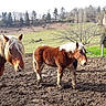 Ultra participe au concours pour gagner de l'argent avec cette photo : horse, horse_like_mammal, livestock, mane, mare, mustang_horse, pack_animal, pasture, ranch, snout, tree