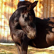 Chocolat a rejoint le concours — aidez-le/la à gagner de superbes lots ! colt, donkey, fauna, foal, horse, horse_like_mammal, horse_supplies, livestock, mane, mare, mule, mustang_horse, pack_animal, snout, stallion, terrestrial_animal