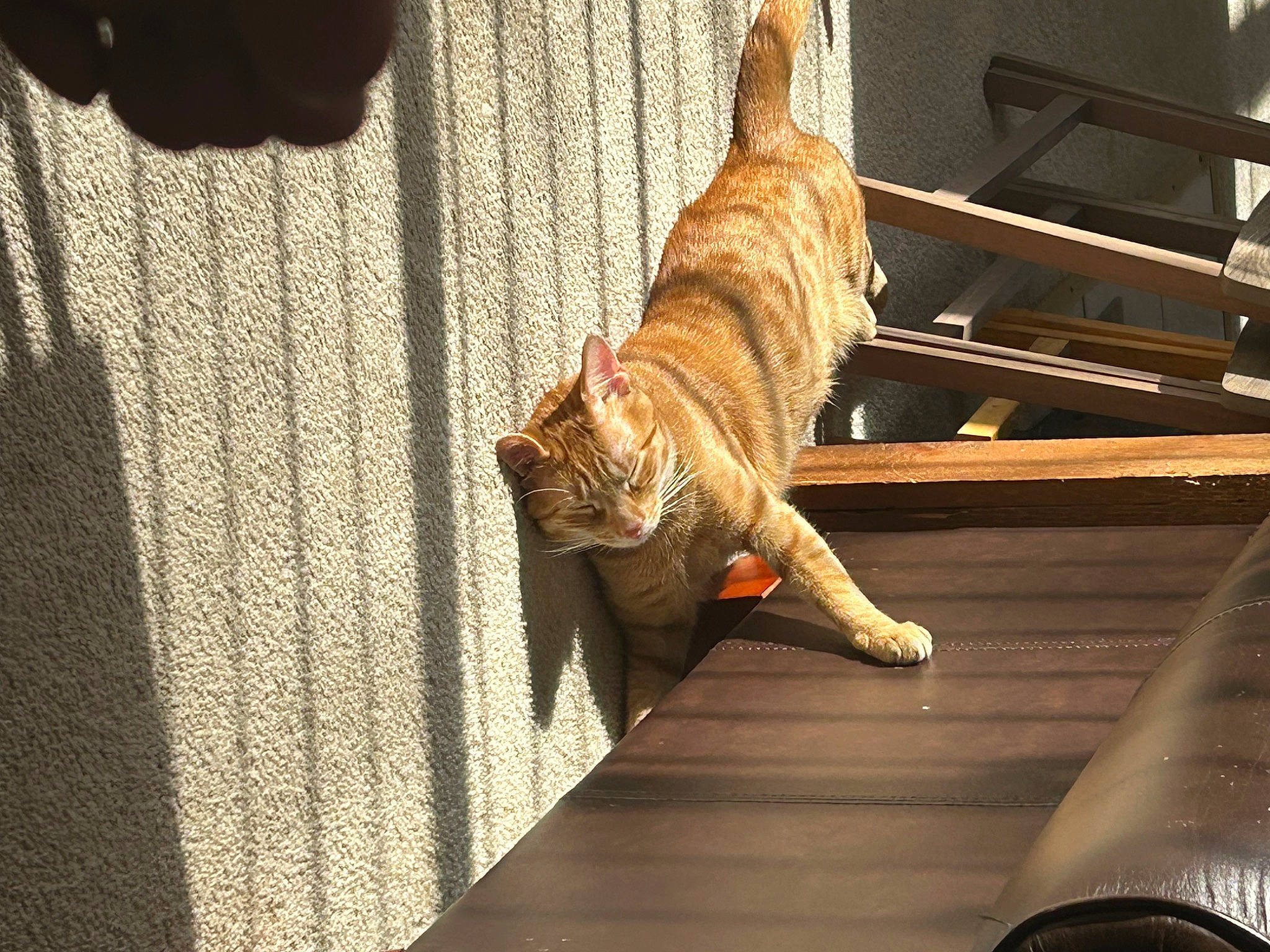 Buddy is registered to the contest to win money with this photo: canidae, carnivore, cat, comfort, companion_dog, couch, domestic_short_haired_cat, fawn, felidae, fur, hardwood, plant, room, small_to_medium_sized_cats, snout, sporting_group, tail, terrestrial_animal, whiskers, wood
