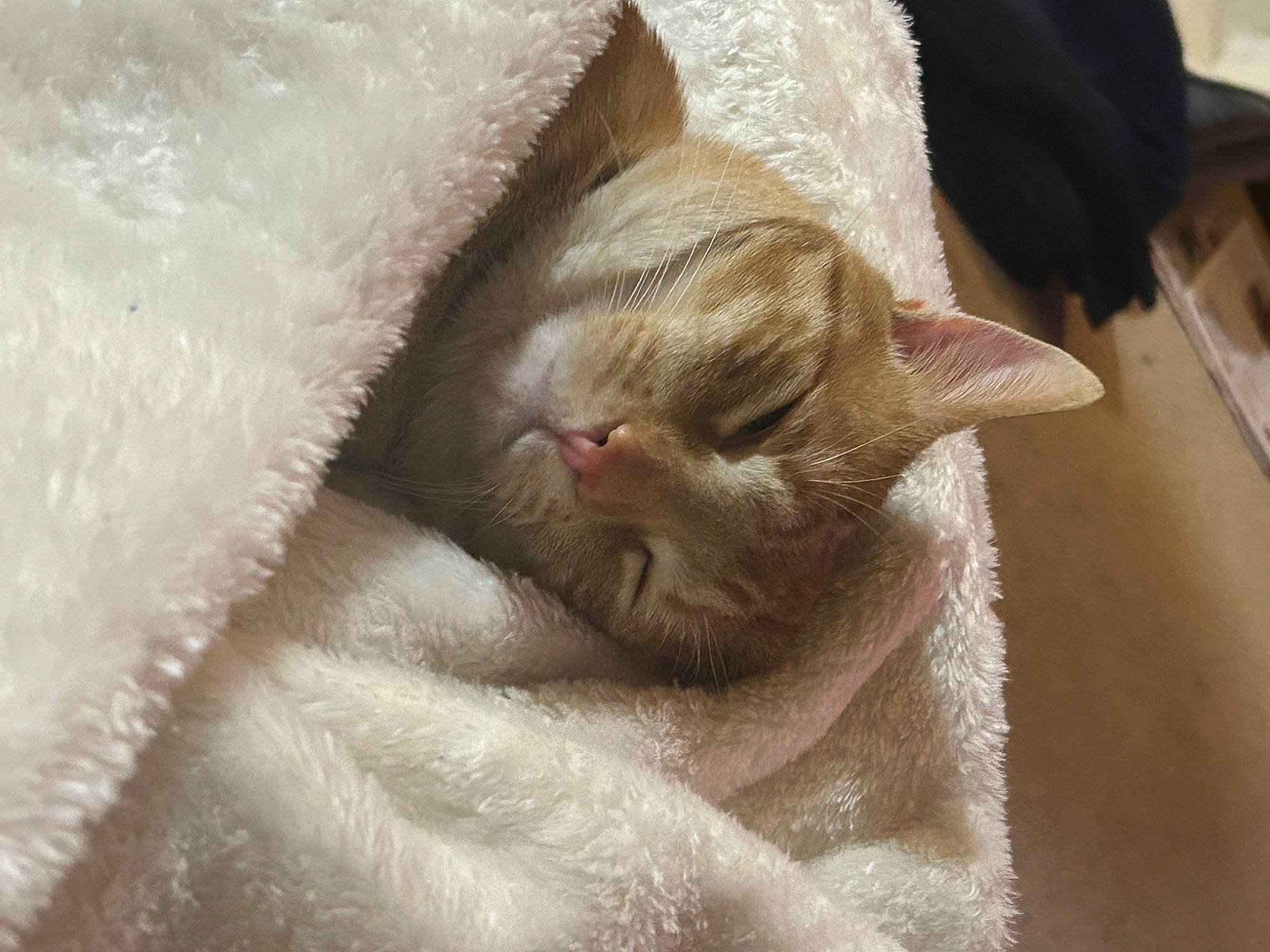 Buddy joined the competition — help win amazing prizes! carnivore, cat, claw, comfort, domestic_short_haired_cat, fawn, felidae, fur, linens, nap, paw, small_to_medium_sized_cats, snout, tail, terrestrial_animal, whiskers