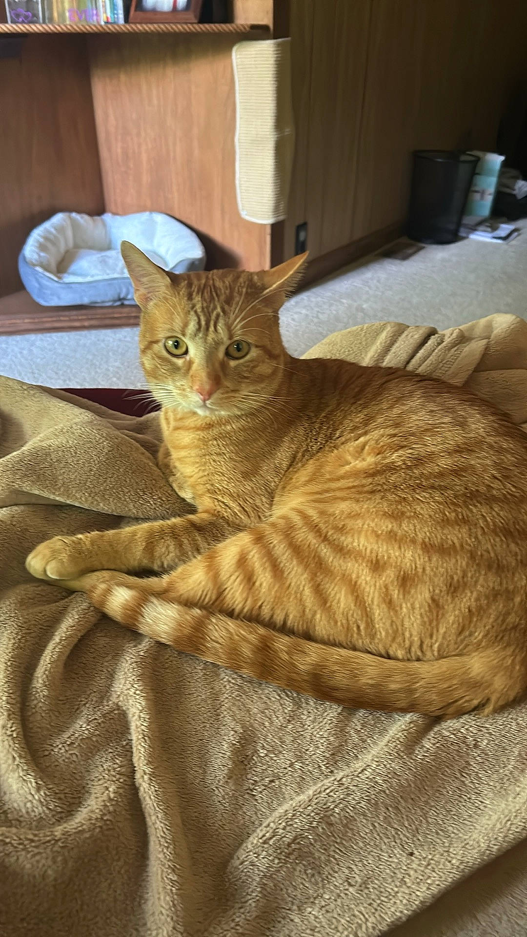 Buddy joined the competition — help win amazing prizes! carnivore, cat, cat_bed, claw, comfort, domestic_short_haired_cat, fawn, felidae, fur, linens, nap, room, sitting, small_to_medium_sized_cats, snout, tail, terrestrial_animal, whiskers, wood