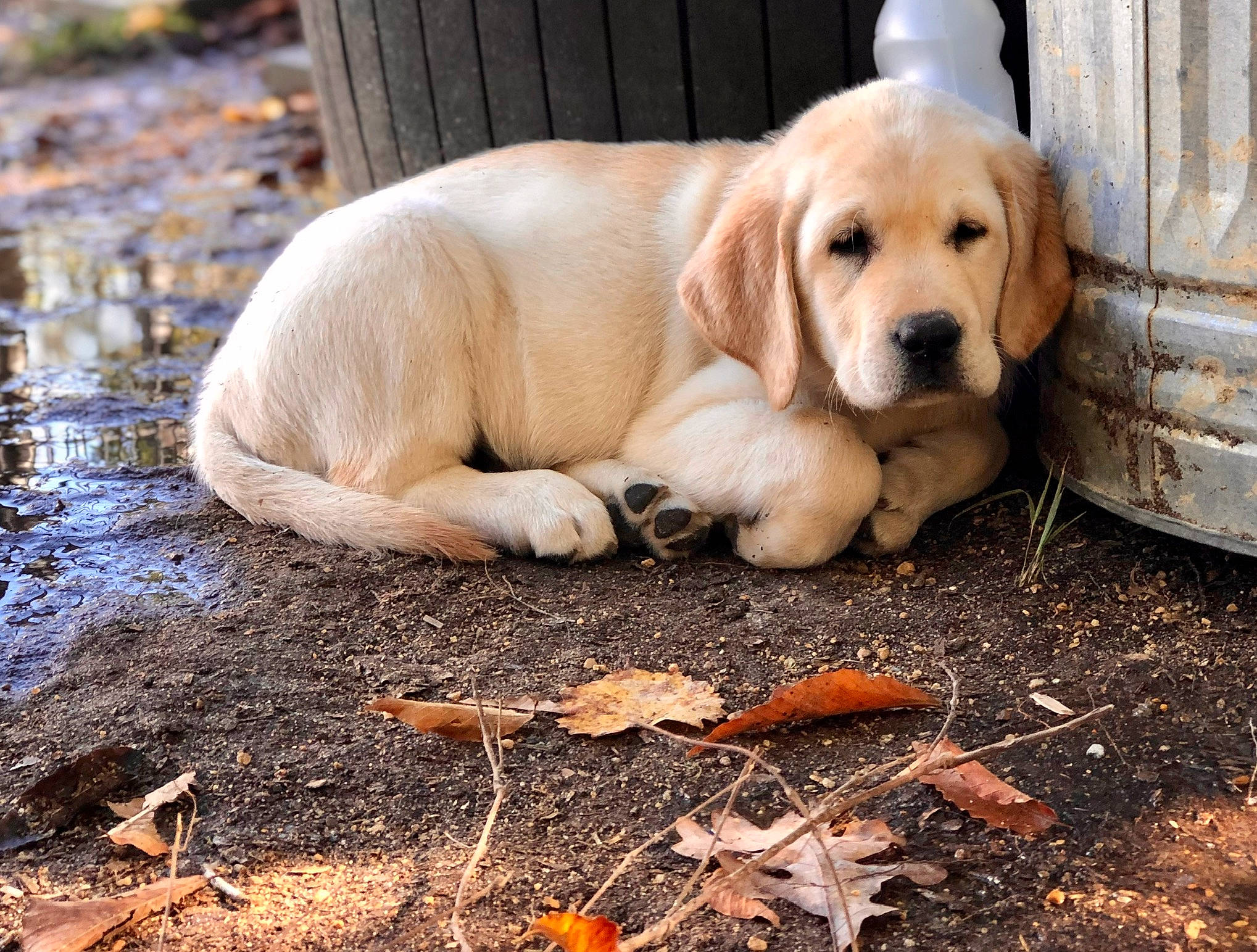 Strier joined the competition — help win amazing prizes! autumn, canidae, carnivore, companion_dog, deciduous, dog, dog_breed, fawn, gun_dog, labrador_retriever, leaf, mammal, puppy, retriever, snout, sporting_group, terrestrial_animal, wetland, whiskers, working_animal