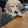 Max joined the competition — help win amazing prizes! puppy, dog, golden_retriever, indoor, carpet, floor, fur, animal, pet, cute, young, laying_down, paws, household, furniture, wood_floor, domestic, canine, relaxed, curious