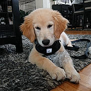 Max is registered to the contest to win money with this photo: puppy, golden_retriever, dog, indoor, rug, plastic_wrapper, harness, black_harness, wooden_floor, furniture, dining_table, chair, plant, living_room, pet, cute, animal, floor, cozy, home