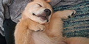Max is registered to the contest to win money with this photo: puppy, dog, sleeping, fluffy, blanket, carpet, paw, nose, fur, cozy, resting, domestic_animal, cute, indoors, pet, animal, relaxing, human_leg, sock, texture